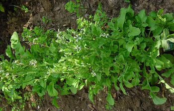 Arugula photo Leo Michels