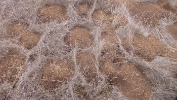 many gopher mounds