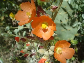 A beautiful orange mallow flower