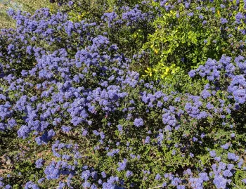 Ideal plants for Sonoma County include Ceanothus