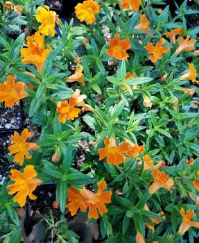 Plant list for Sonoma County Mimulus