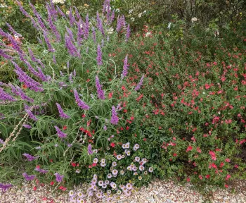 Plant list for Sonoma County include many salvias