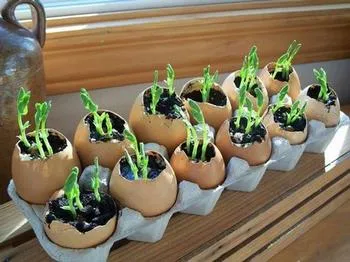seedlings in eggshells