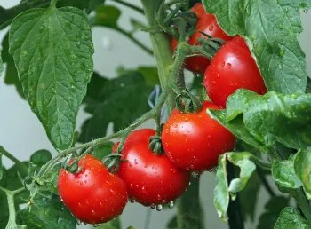 Tomato Vine with ripe tomatoes