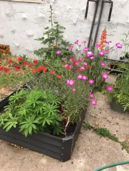 bed of flowers some red and pink