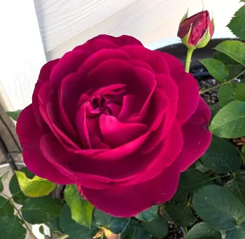 Munstead rose