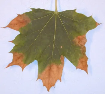 Scorched maple leaf