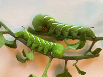 tomato hornworm