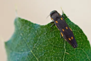 Beetle on a green leaf