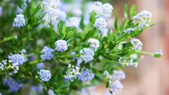 Ceanothus