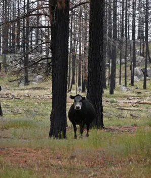 Cow in a forest burned by the 2021 Dixie Fire.
