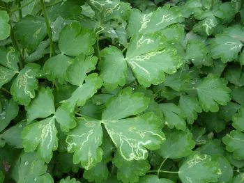 Leaf miner damage