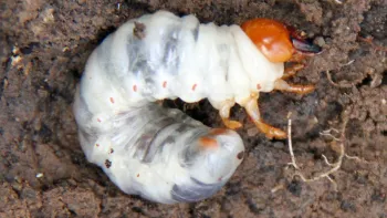 grub