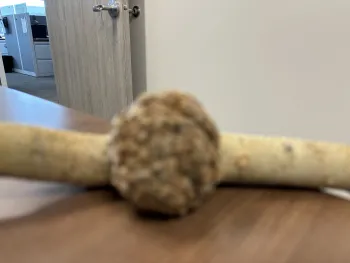Out of focus gall