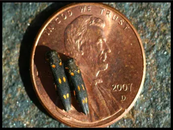 Two beetles side by side fill about 1/3 of a copper penny