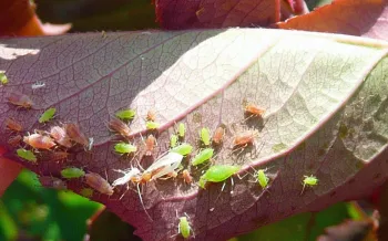 aphids