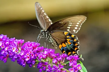 butterfly