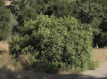 Coffeeberry shrub