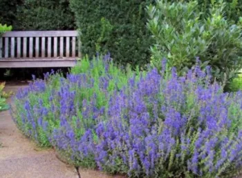Hyssop