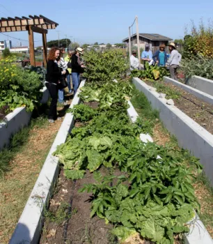 An image of raised beds at Treasure Island Job Corps Farm in San Francisco, taken by A. Baameur.
