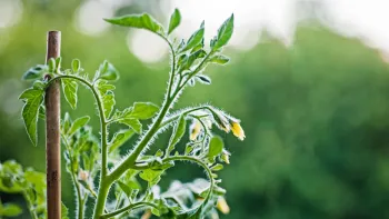 tomato vine