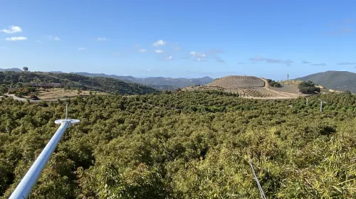 View over the tops of avocado trees from a tower with scientific instruments