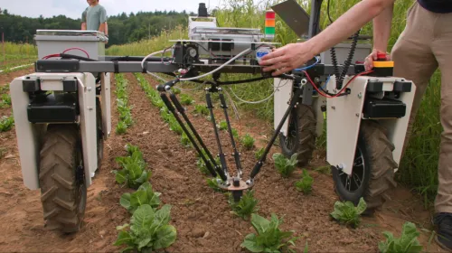 Weeding machine straddles plants in the field