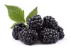 Caneberries