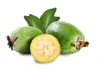Feijoa