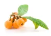 Loquat
