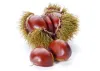 Chestnut