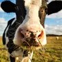 cow eating grass