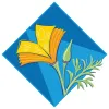 California Poppy